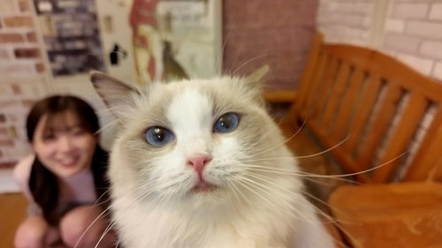 ดูหนังx ฟรี FC2-PPV-4511406 — ※Too Cute! Super Rare! Beautiful Showgirl Gakusei Is Crazy About Cats On A Date At A Cat Cafe. "So Cute…" After The Date, She Was Crazy About My Dick Too. It's A Secret Between The Two Of Us. —